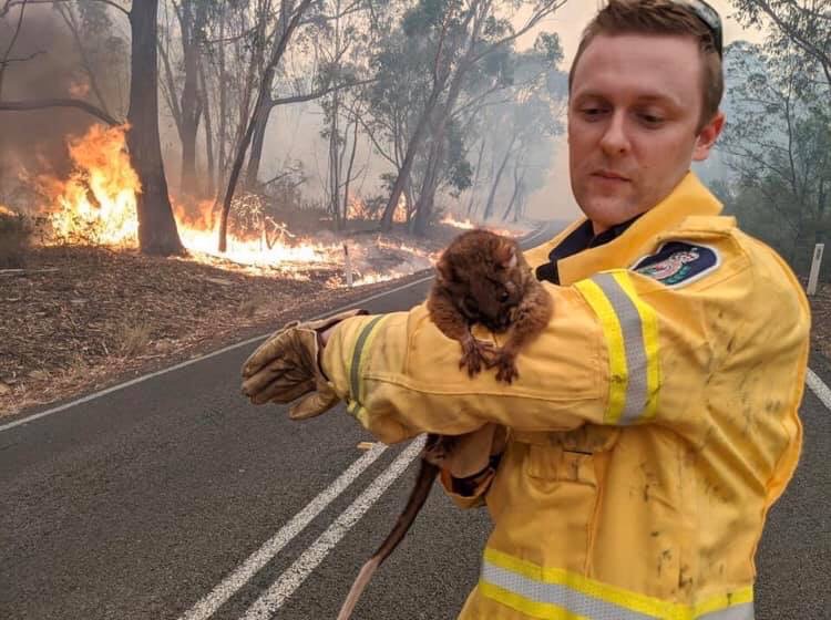 How to help in the face of Bushfire horror